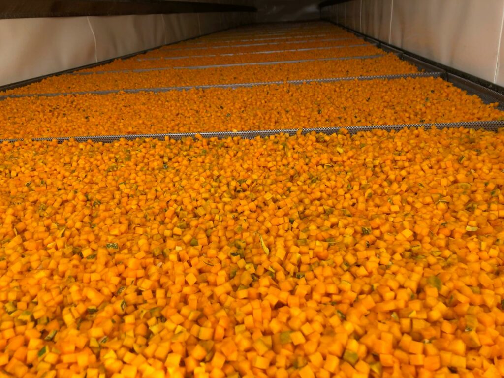 Caribbean pumpkin from Howe's Family Farm in the Harvest Bowl dehydrator, diced by Harvest Bowl volunteers.